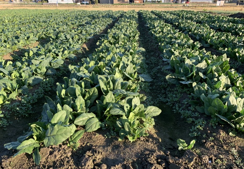 国産野菜のシェア奪還へ 高まる業務用需要 国内対応の強化が必要